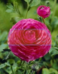 Ranunculus Pink.jpg